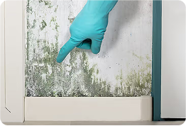 Anti Fungal Treatment 