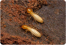 Anti Termite Control    