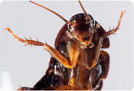 cockroach Control 1