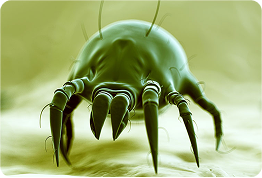 dust_mite Control 1