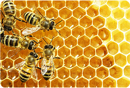 honey_bee Control 1