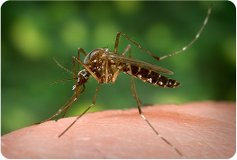 Mosquitoes Control  