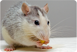 Rodent Control 