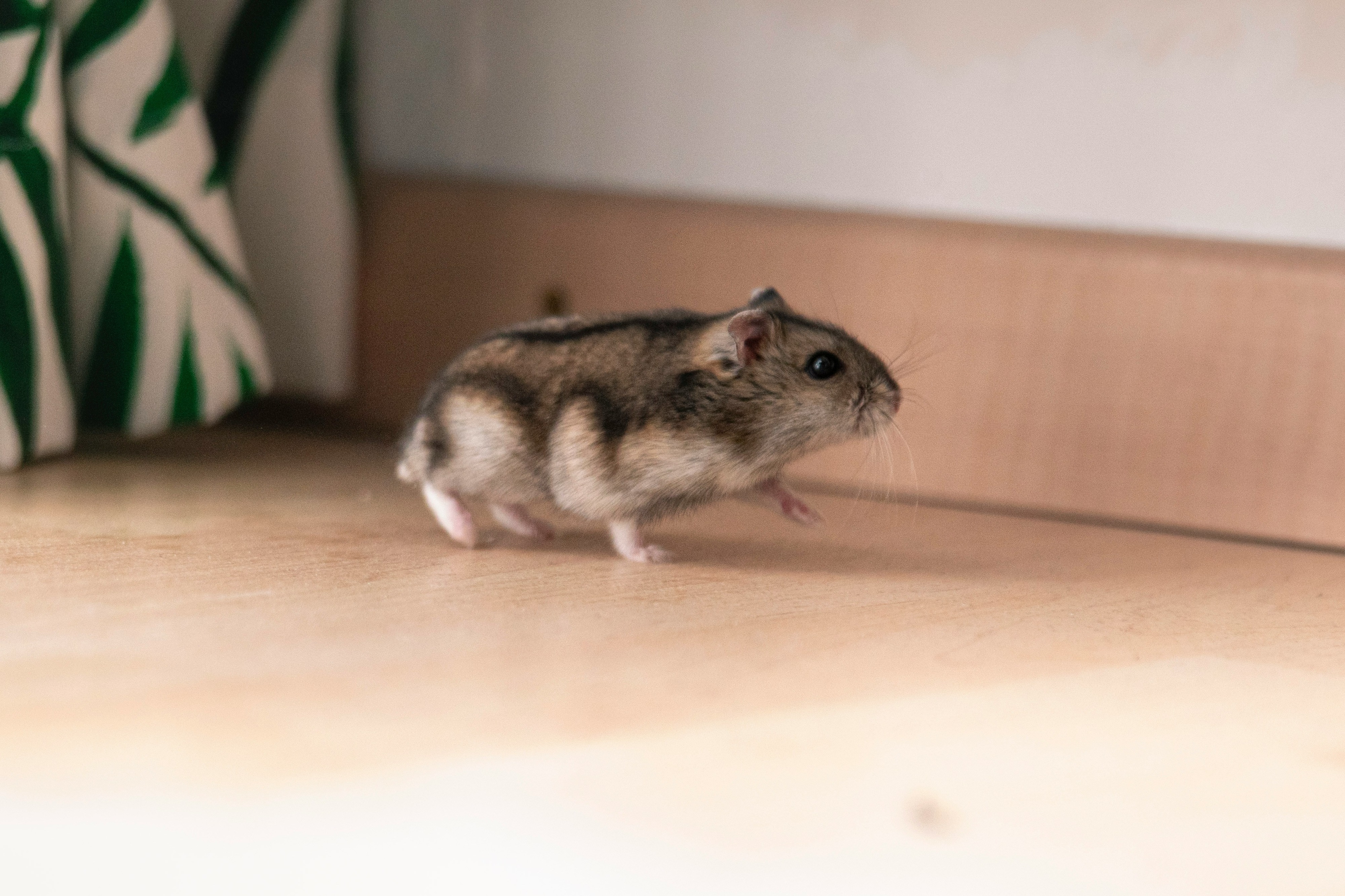 Rodent Control