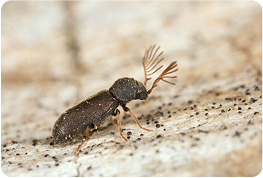 Wood Borer Treatment  